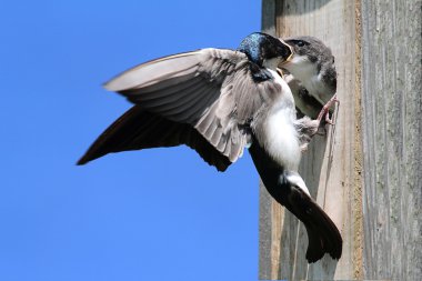 Ağaç Kırlangıcı Besleyen Bebekler