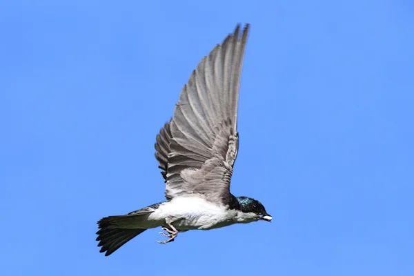 Ağaç swallow uçuş — Stok fotoğraf