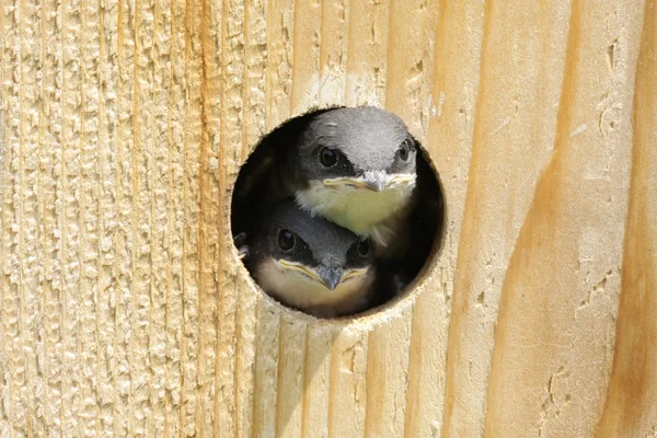 Baumschwalbe im Vogelhaus — Stockfoto