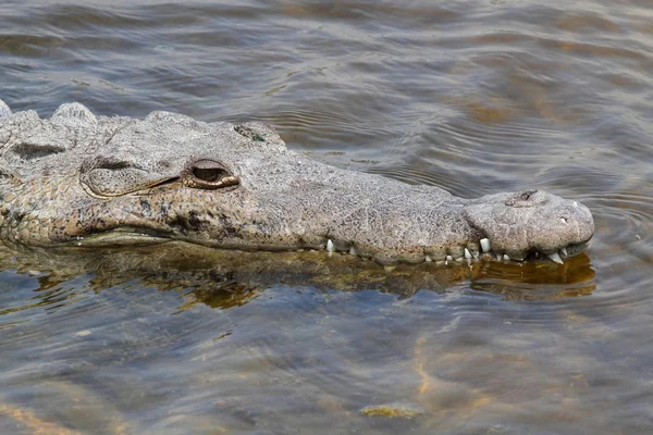 Amerikanisches Krokodil (crocodylus acutus) sonnt sich in der Sonne — Stockfoto