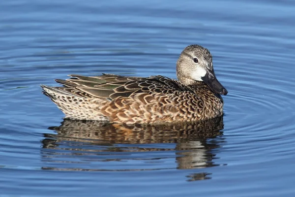 Vrouwelijke Blauwvleugeltaling — Stockfoto