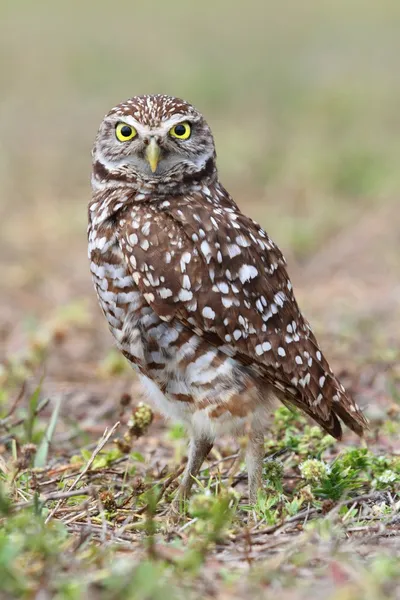 Ásványi bagoly (athene cunicularia)) — Stock Fotó