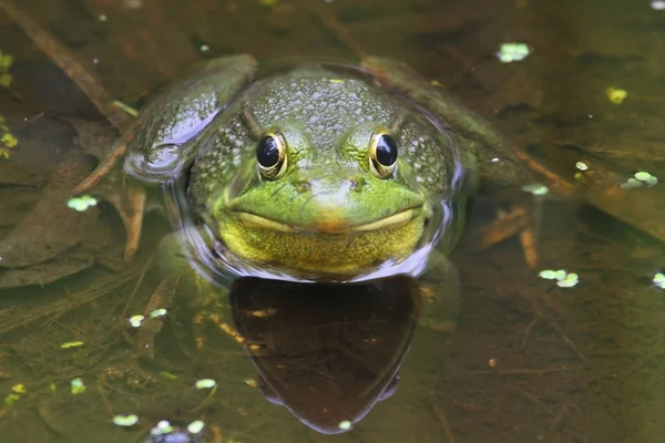 绿色的青蛙 (Rana clamitans) 在一个池塘里 — 图库照片