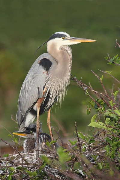 Czapla niebieska (ardea herodias)) — Zdjęcie stockowe