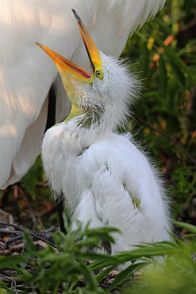 Bebê Grande Egret (Ardea alba ) — Fotografia de Stock