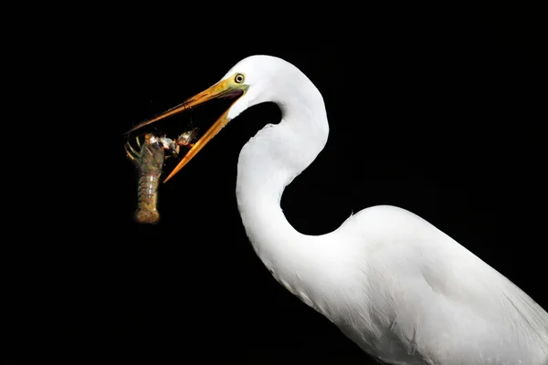 Stora Egret (ardea alba)) — Stockfoto