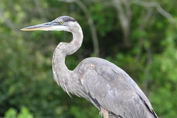 Grande airone blu (ardea herodias) Foto Stock