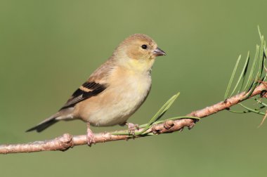 Amerikan Saka kuşu (Carduelis tristis)