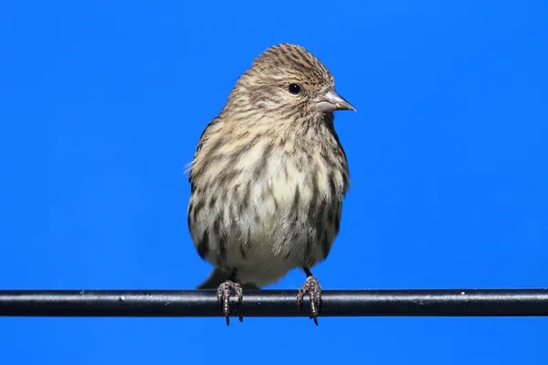 Сосна (Carduelis pinus) ) — стоковое фото