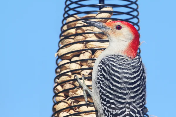 Woodpecker on a Peanut Feeder — Stock Photo, Image