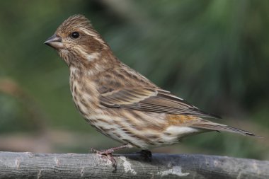 Mor Finch (Carpodacus purpureus)