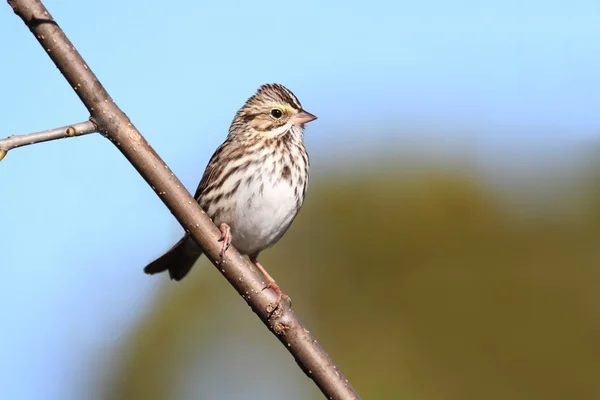 Savannah Sparrow (passserculus sandwichensis)) — Stockfoto