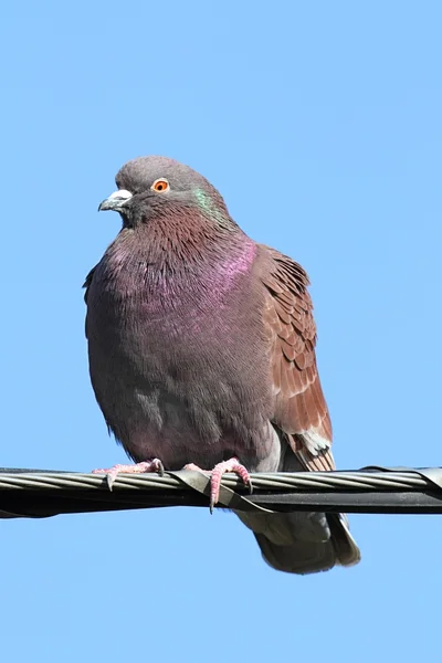 Holub skalní (Columba livia) — Stock fotografie