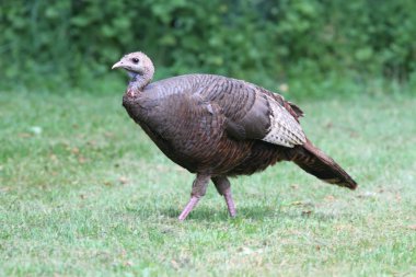 Wild Turkey (meleagris four allopavo)