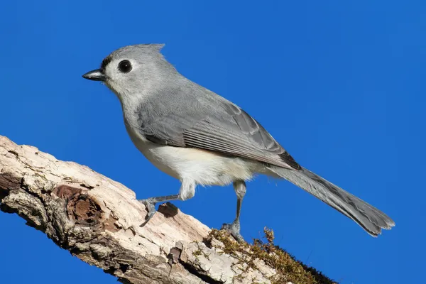 Un oiseau sur un bâton — Photo