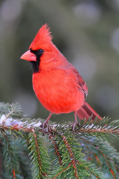 Мужской кардинал на ветке — стоковое фото