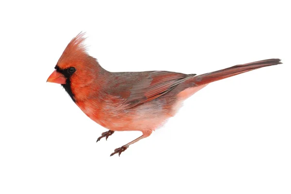 Самець кардинала на білому — стокове фото