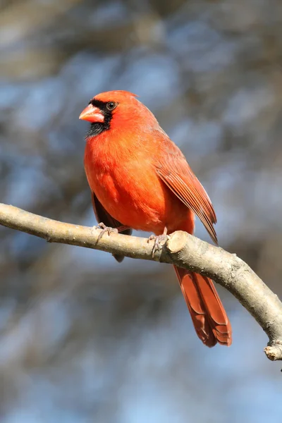 Kardinaal op een "perch" — Stockfoto