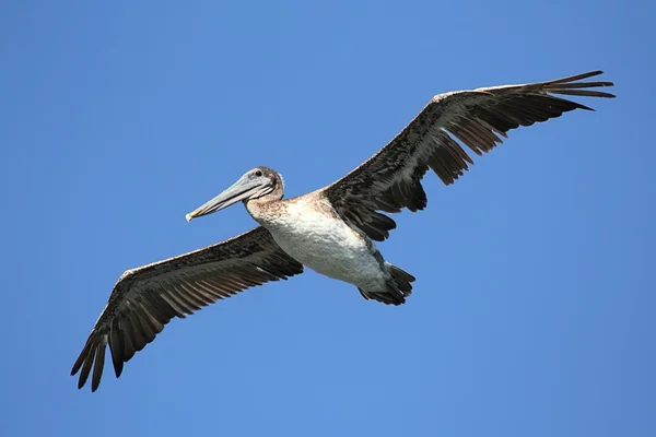 Bruine pelikaan tijdens de vlucht — Stockfoto