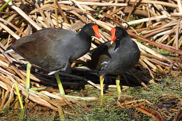 Slepice obecná (Gallinula chloropus) — Stock fotografie