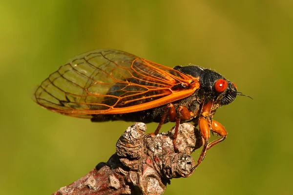 17 rok cikáda (Magicicada cassini) — Stock fotografie