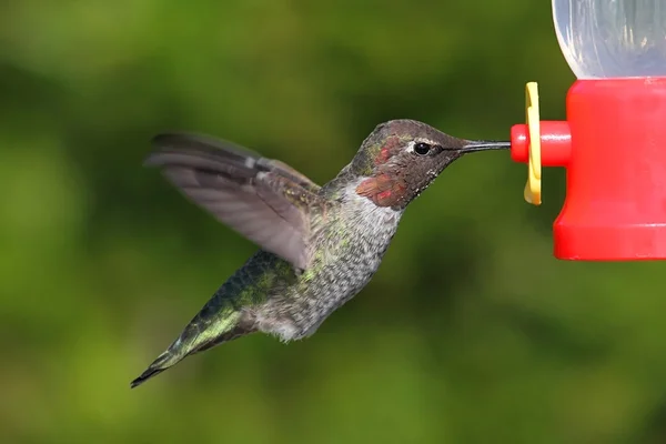 Anás Hummingbird (Calypte anna ) — Fotografia de Stock