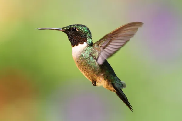 Ruby-throated kolibri flyg — Stockfoto