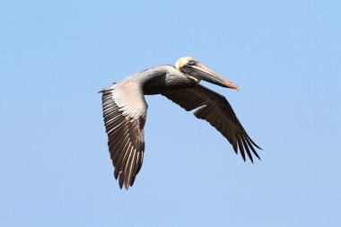 Uçuş kahverengi Pelikan