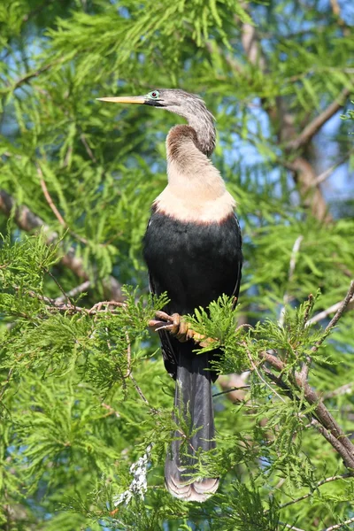 농 어에 anhinga — 스톡 사진