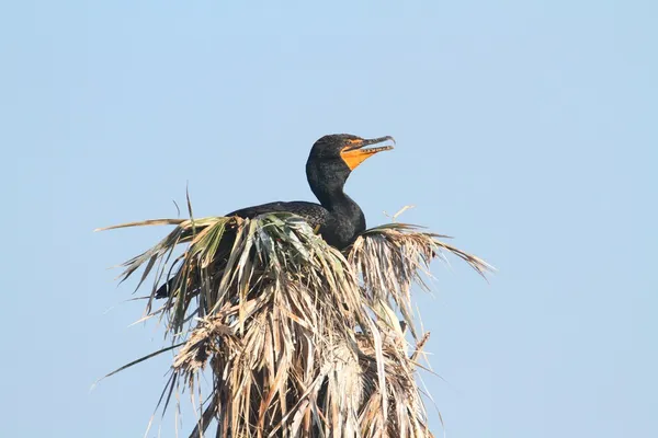 Cormorano a doppia cresta In un nido — Foto Stock