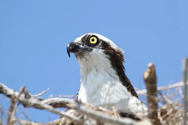 Falco pescatore (pandion haliaetus) — Foto Stock