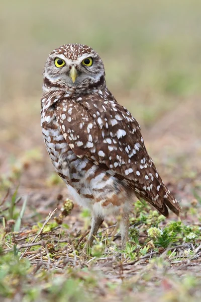 불타는 올빼미 (athene cunicularia)) — 스톡 사진