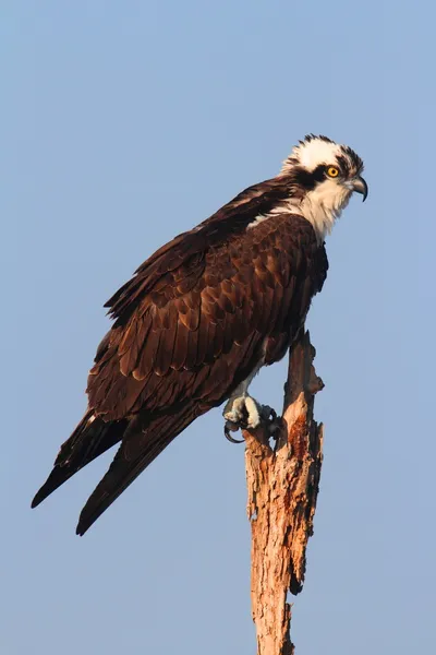 Sorguç (pandion haliaetus) — Stok fotoğraf