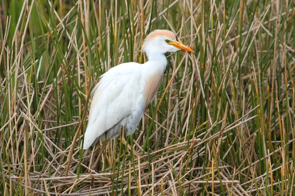 Szarvasmarhafélék (Bubulcus ibis)) — Stock Fotó