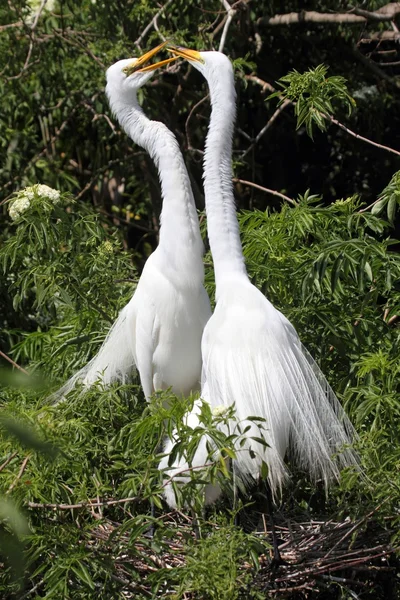 Grandi Egrets (Ardea alba ) — Foto Stock