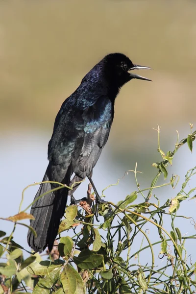 Boat-tailed Grackle (Quiscalus major) — Stock Photo, Image