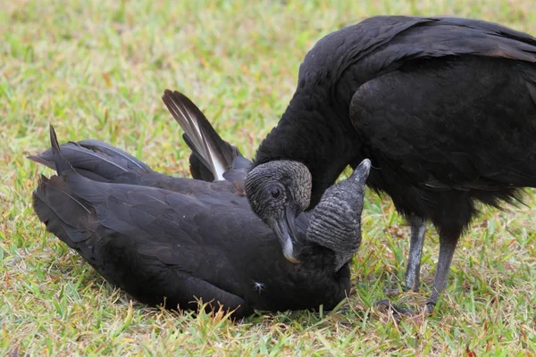 Par de abutres negros — Fotografia de Stock