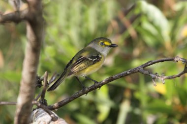 Beyaz VIREO (griseus)