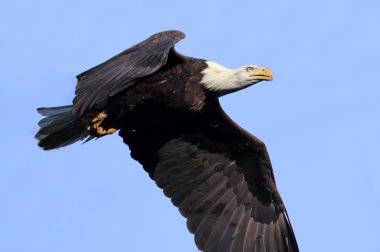 Kel Kartal (haliaeetus leucocephalus))
