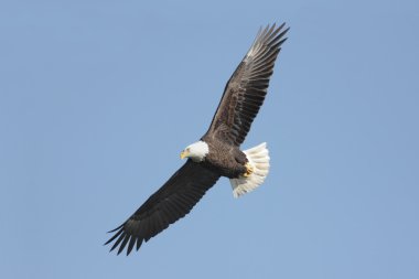 Kel Kartal (haliaeetus leucocephalus))