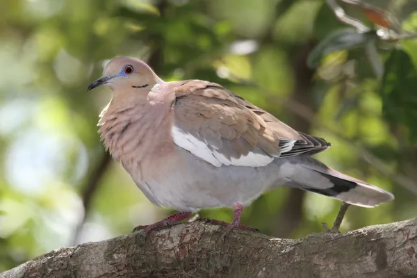 Weißflügeltaube (zenaida asiatica)) — Stockfoto