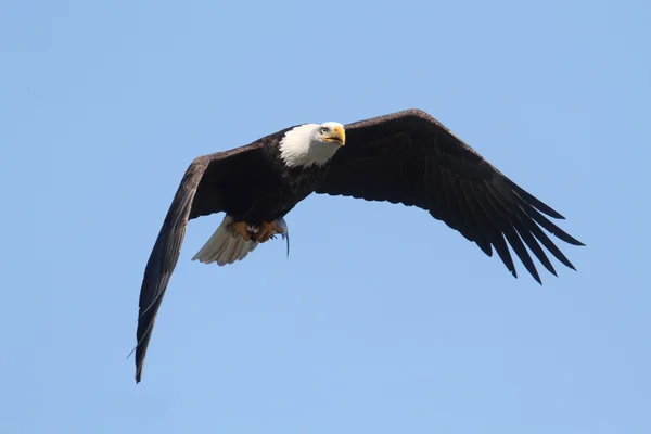 Fenséges Bald Eagle — Stock Fotó