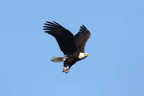 흰머리 독수리 (haliaeetus leucocephalus)) — 스톡 사진