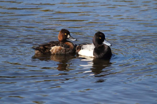 Lesser Scaup (Aythya affinis) Royalty Free Stock Images