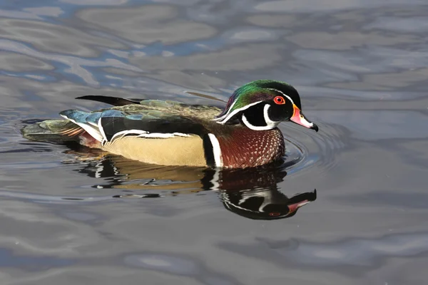 Pato de madera macho (Aix sponsa ) — Foto de Stock