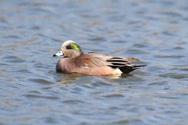 Amerikanischer wigeon (anas americana)) — Stockfoto