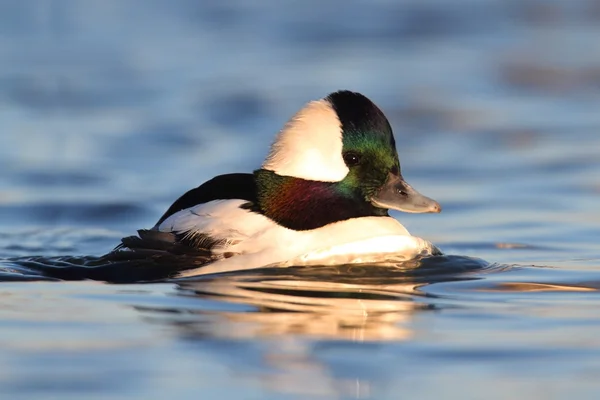 Quattrocchi (Bucephala albeola) — Foto Stock