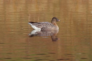 Pembe ayaklı kazı (Anser brachyrhynchus)