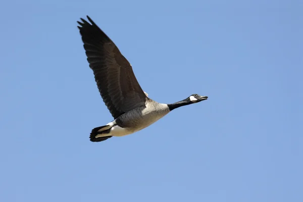 飛行中のカナダガチョウ(branta canadensis) — ストック写真