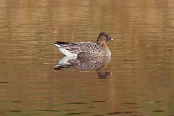 Ροζ-footed χήνα (Anser brachyrhynchus) — Φωτογραφία Αρχείου